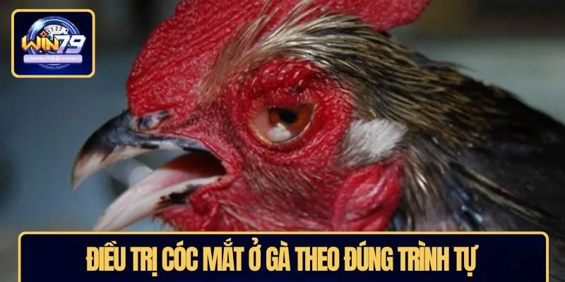 Điều trị cóc mắt ở gà theo đúng trình tự